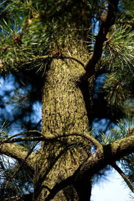 Pinus contorta - borovice pokroucená - borka